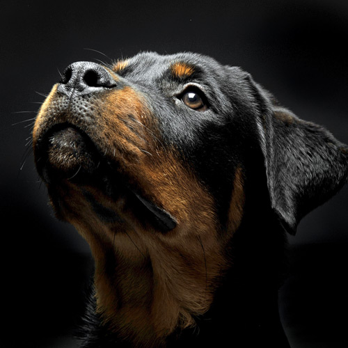 Andrae Michaels National Portrait Studio provides in-studio pet photography